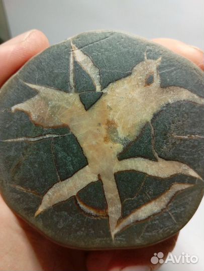 Септария камень оберег