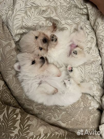 Щенки шпица