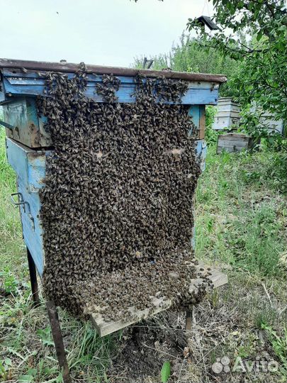 Татарский мёд