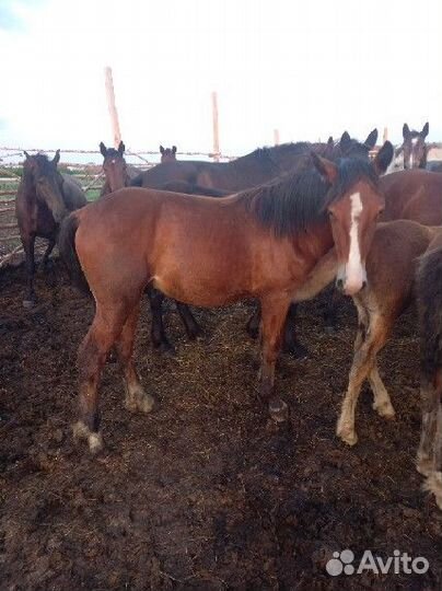 Жеребята,Жеребец тяжеловоз