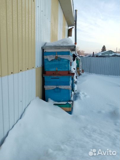 Улики для пчел