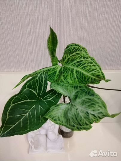 Сингониумы сортовые