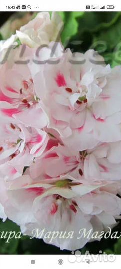 Пеларгония герань