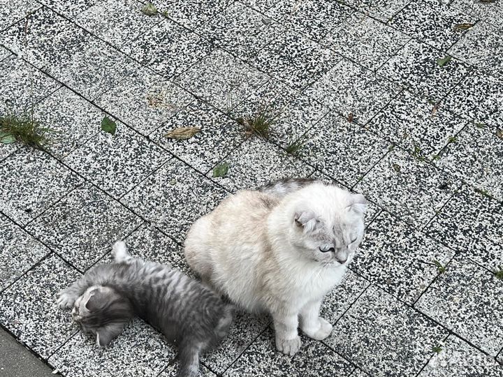 Отдаю в дар котёнка