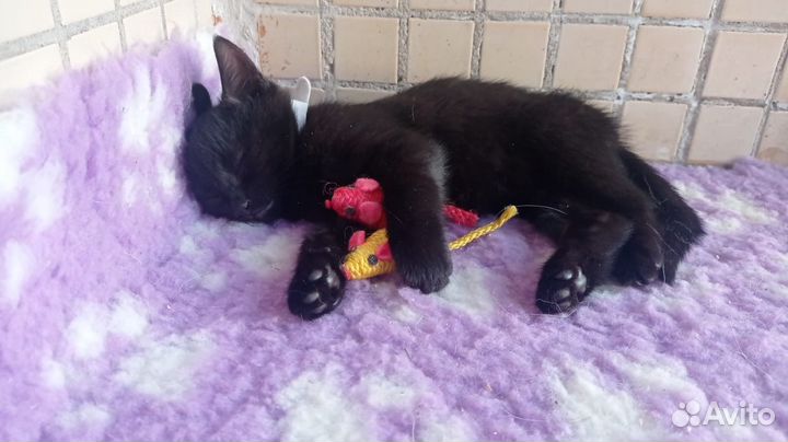 Котята в добрые руки мальчики