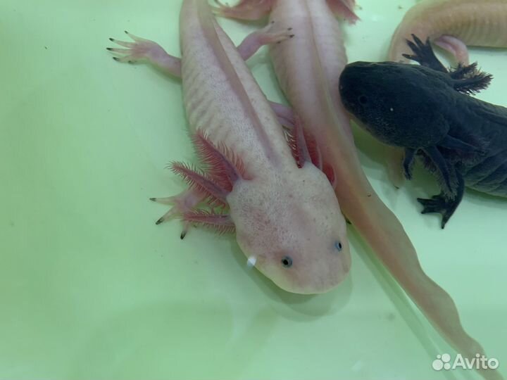 Аксолотль розовый, черный и аквариумы под ключ