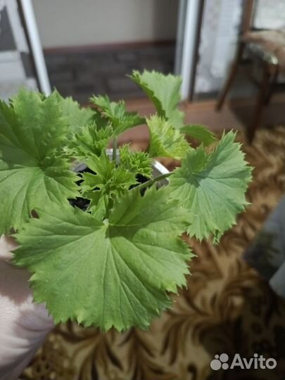 Пеларгония королевская