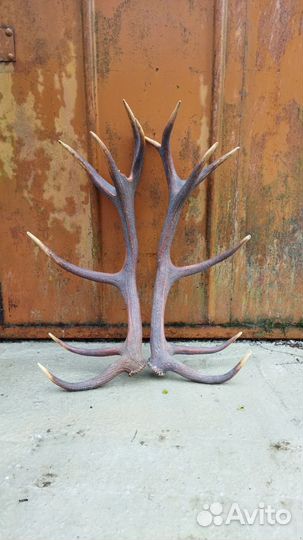 Рога оленя