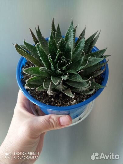 Алоэ остистое