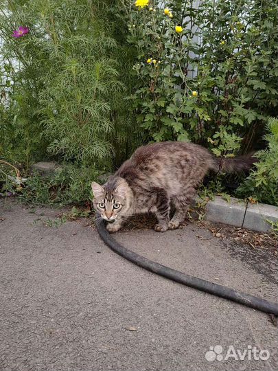 Кот в добрые руки