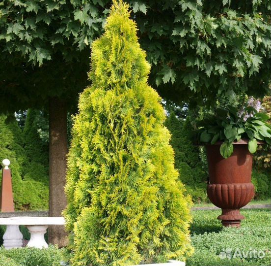Туя Смарагд