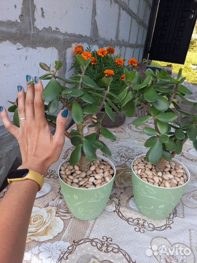 Толстянка (денежное дерево)