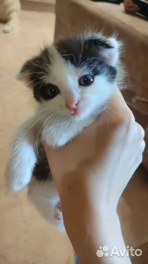 Котенок девочка 1, 5 мес вислоушка
