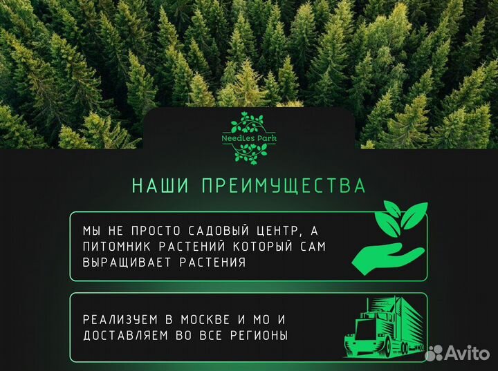 Туя брабант