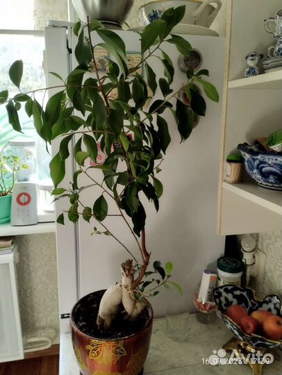 Фикус гинсенг