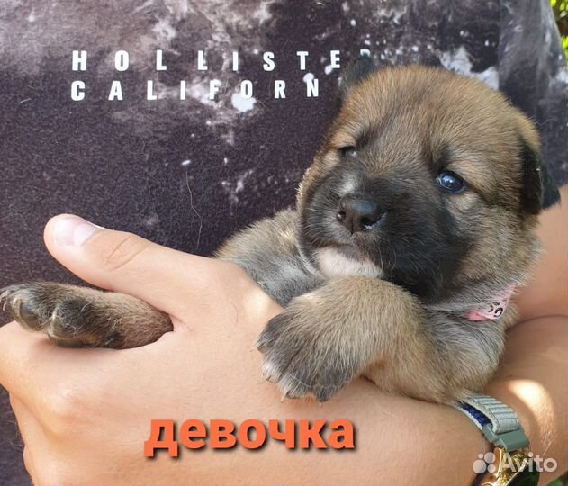 Восточно Европейская Овчарка в добрые руки