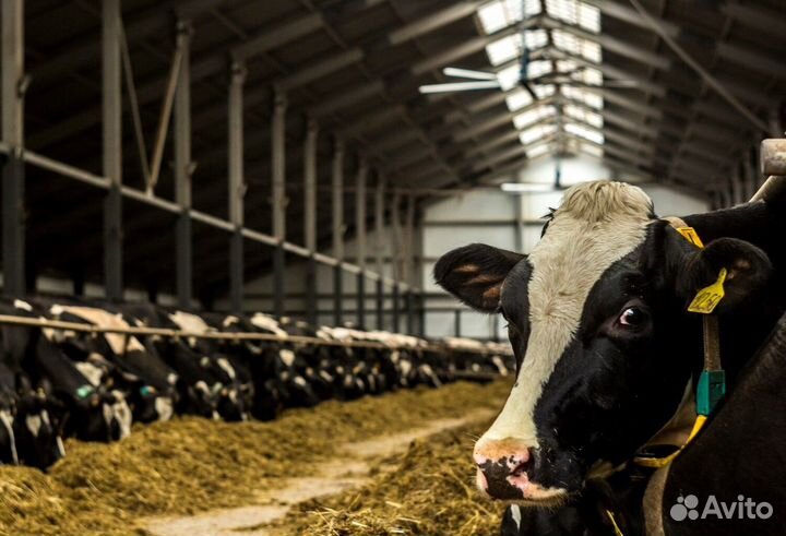 Разнорабочий на ферму (Вахта)