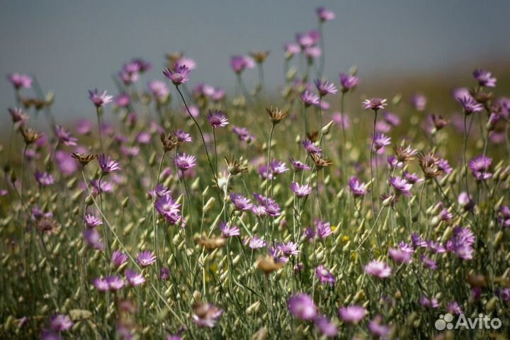 Лесной Мед с василька