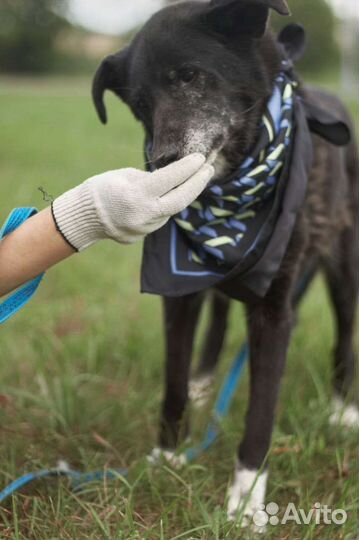 Несчастная собака в ожидании чуда