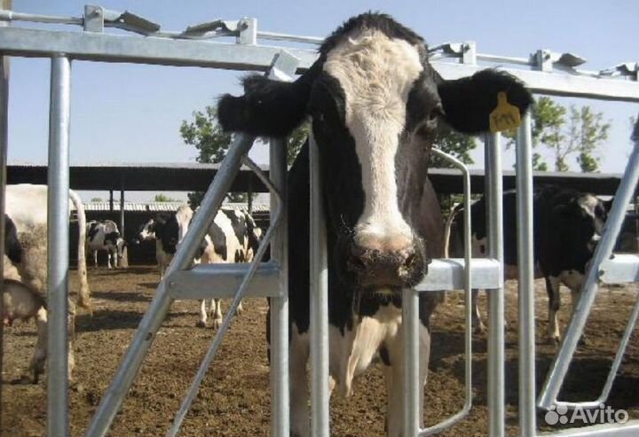 Хедлоки для крс