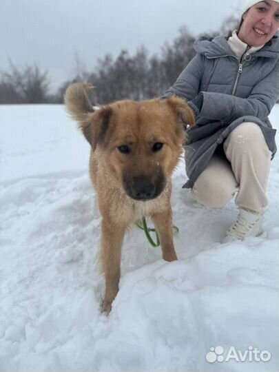 Вот такое милое облачко живет в приюте и ждет