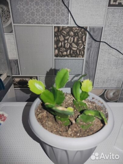 Декабрист шлюмбергера