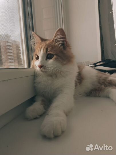 Отдам кота в добрые руки бесплатно