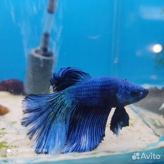 Рыбка петушок