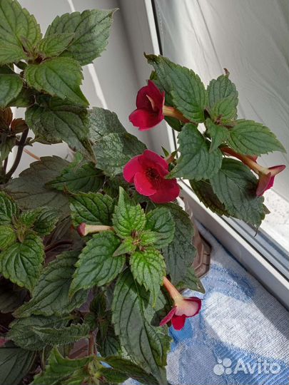 Смитикодония ахименес шефлера фикус