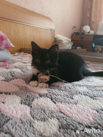 Котята в добрые руки бесплатно