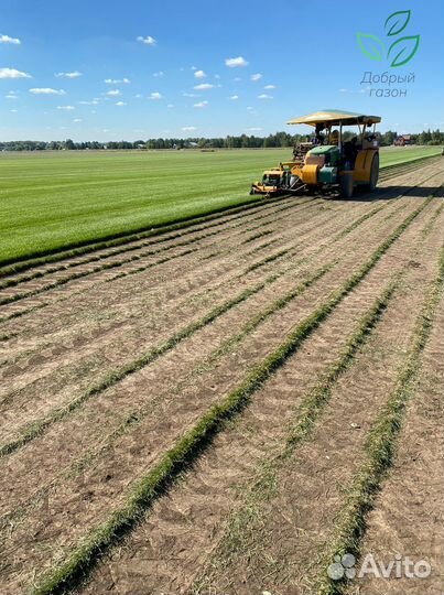 Рулонный газон от производителя