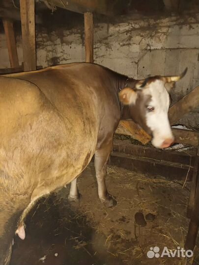 Корова дойная