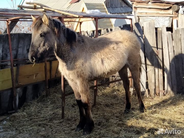 Жеребенок - кобыла башкирской породы