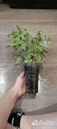 Комнатные цветы