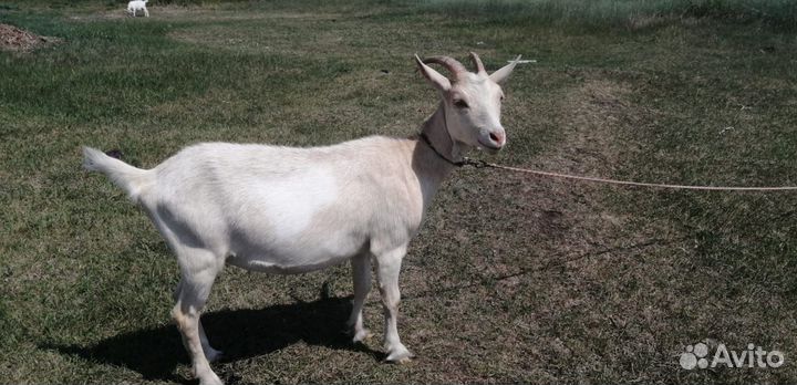 Продаю козла комолый зааненский,козочку