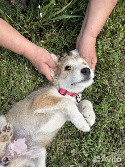 Щенок терьеристого типа в добрые руки