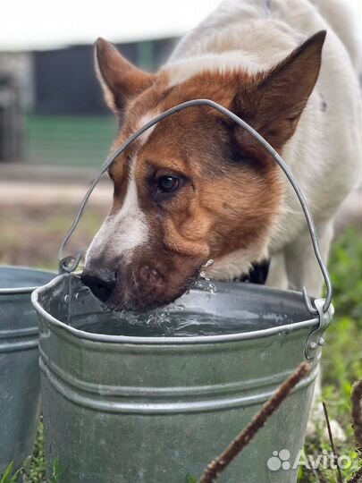 Милая собачка Милка в приюте Некрасовка