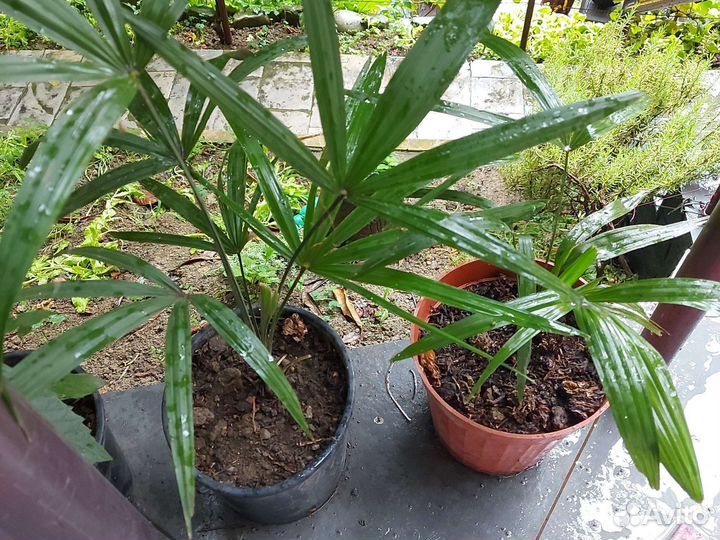 Пальма саженцыветвистые