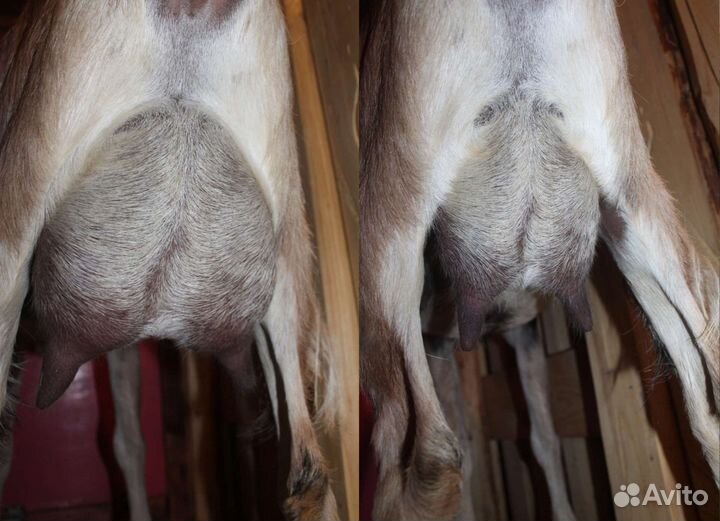 Козы дойные