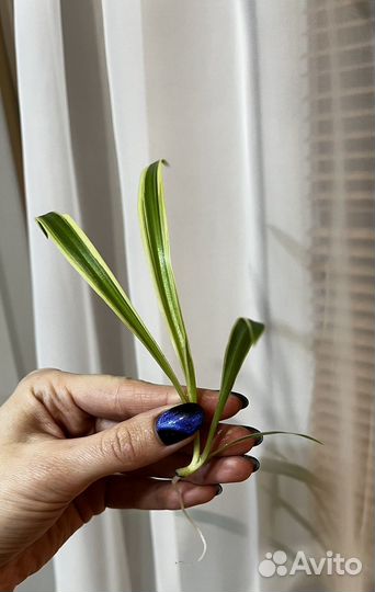 Хлорофитум