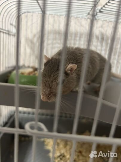 Песчанка с клеткой