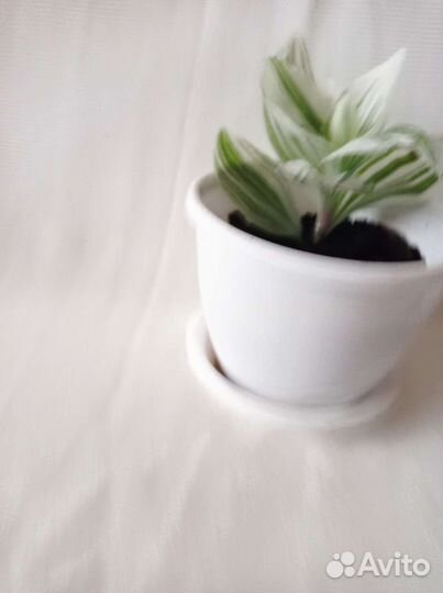 Традесканция, сансевиерия