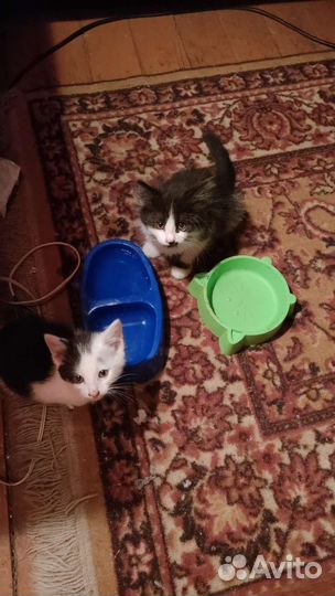 Котята метисы