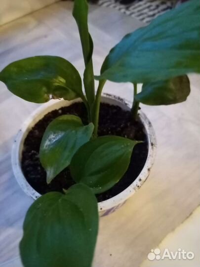 Спатифиллум