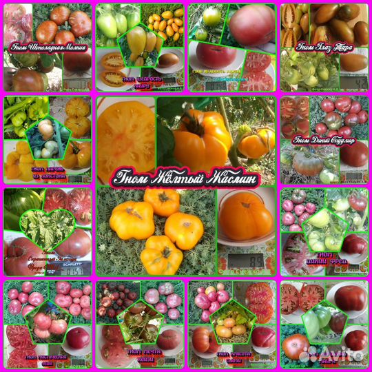 Семена сортовых томатов