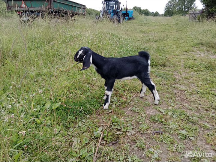 Нубийский козлик