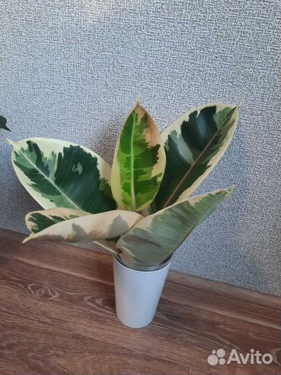 Фикус Тинеке