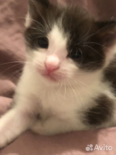 Котенок 1 месяц мальчик