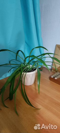 Хлорофитум