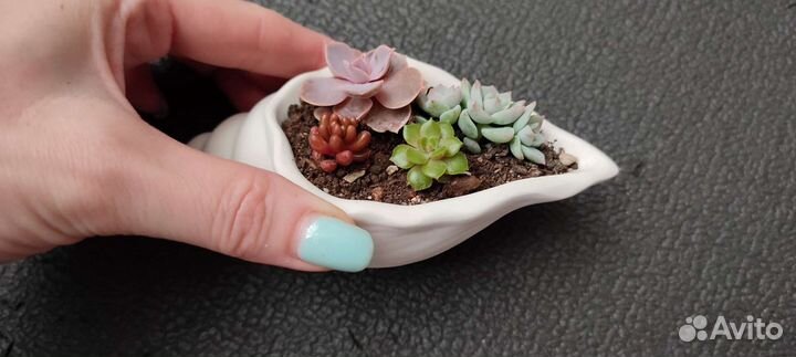 Суккуленты микс в горшочках
